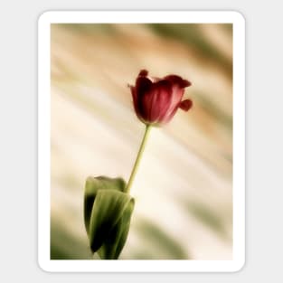 Tulip Sticker